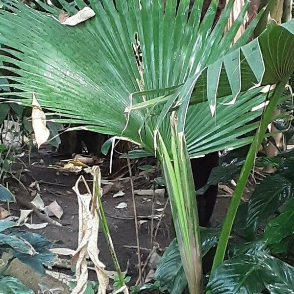 Corypha umbraculifera Folha