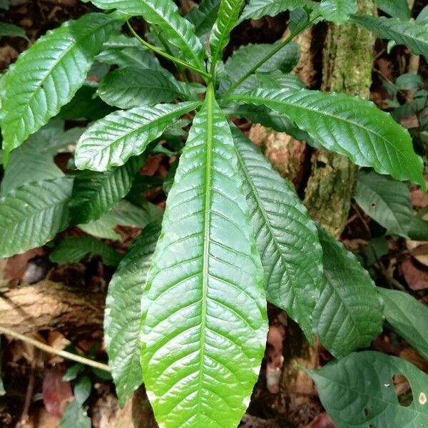 Petersianthus macrocarpus Leaf