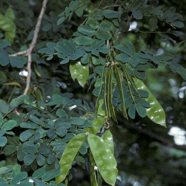 Albizia lebbeck Φρούτο