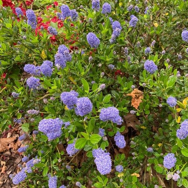 Ceanothus thyrsiflorus Цвят