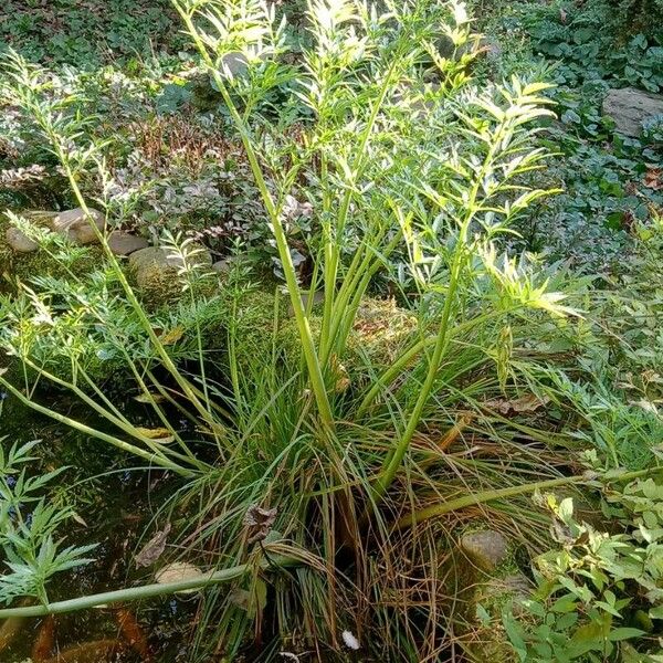 Cicuta virosa Fuelha