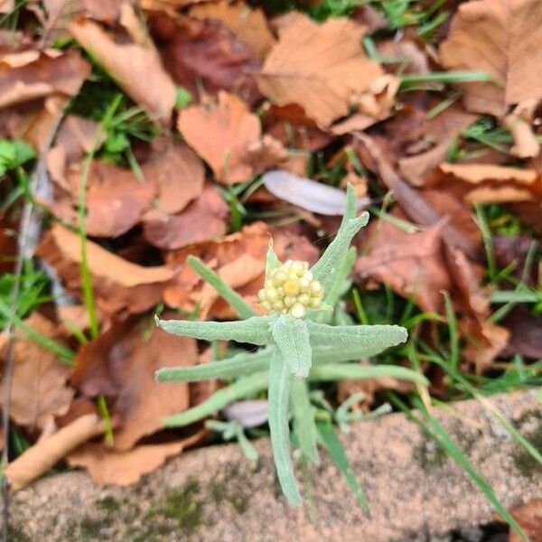 Pseudognaphalium luteoalbum Deilen