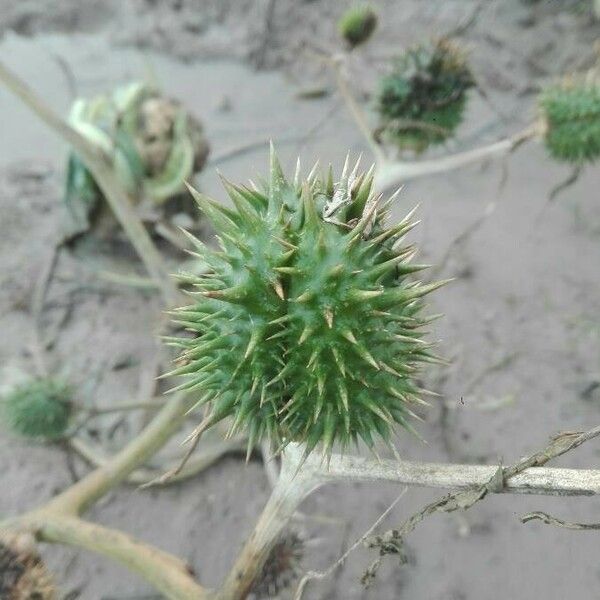 Datura stramonium Плід