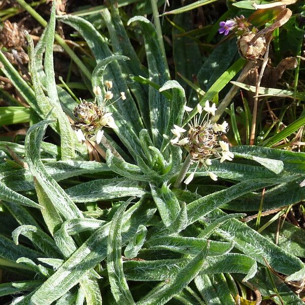 Plantago monosperma Inny