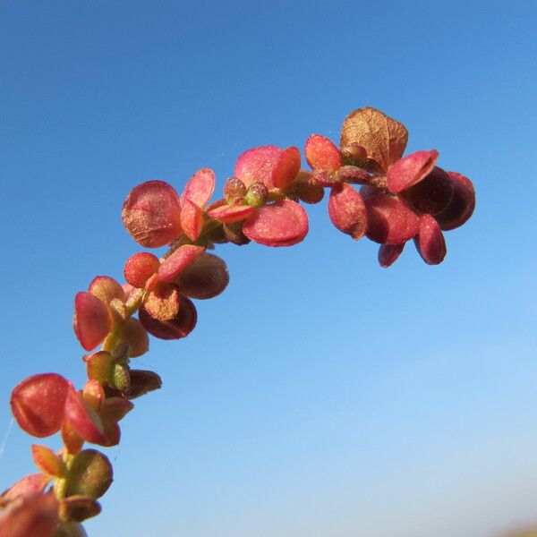 Atriplex micrantha Fruit