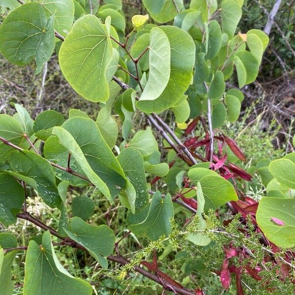 Cercis griffithii 葉