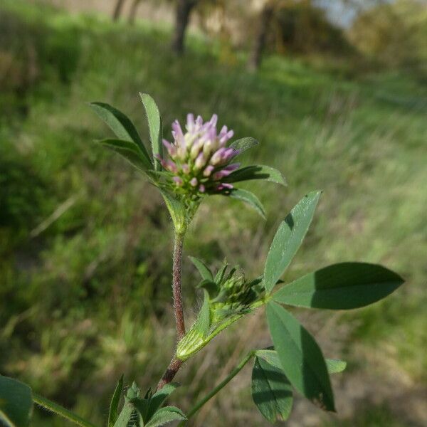 Trifolium squamosum Кара