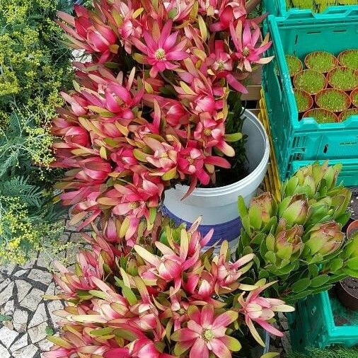 Leucadendron salignum Flor