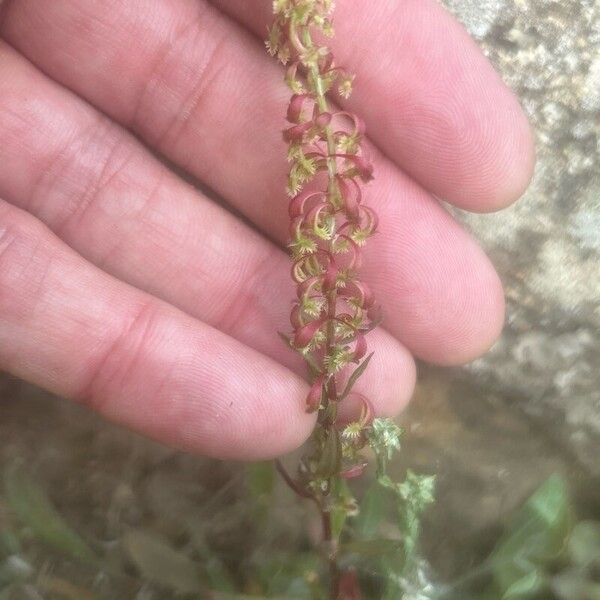 Rumex bucephalophorus 花