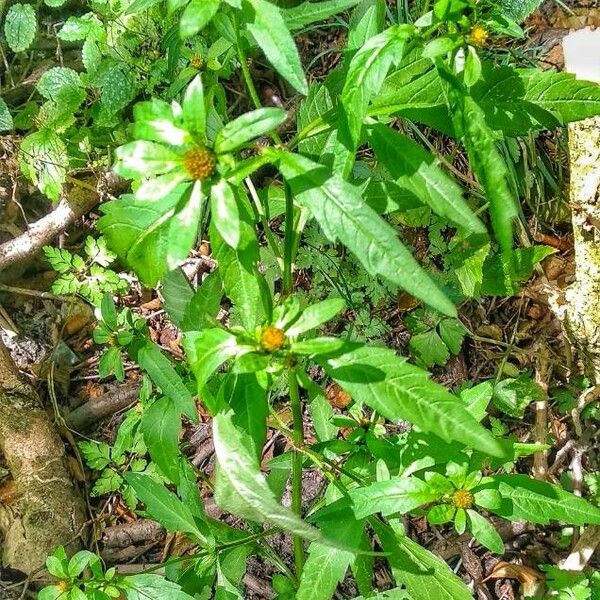 Bidens tripartita Plante entière