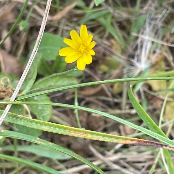 Leontodon saxatilis Blüte