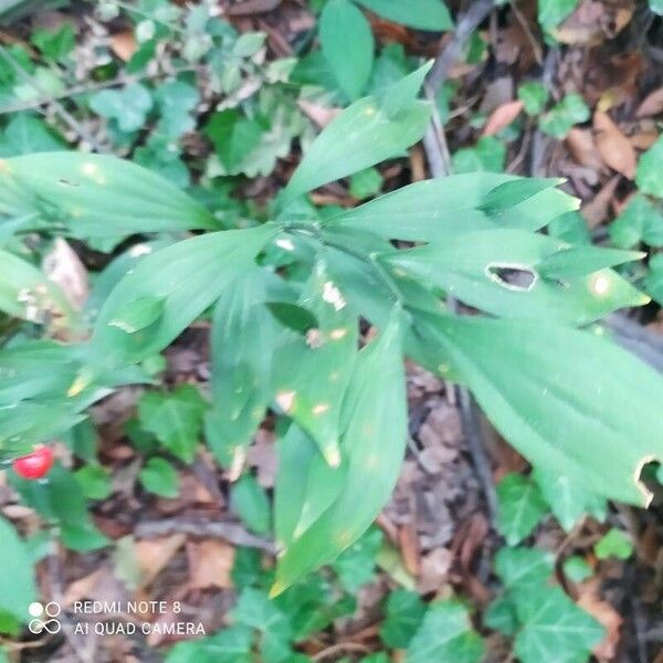 Ruscus hypoglossum Листок