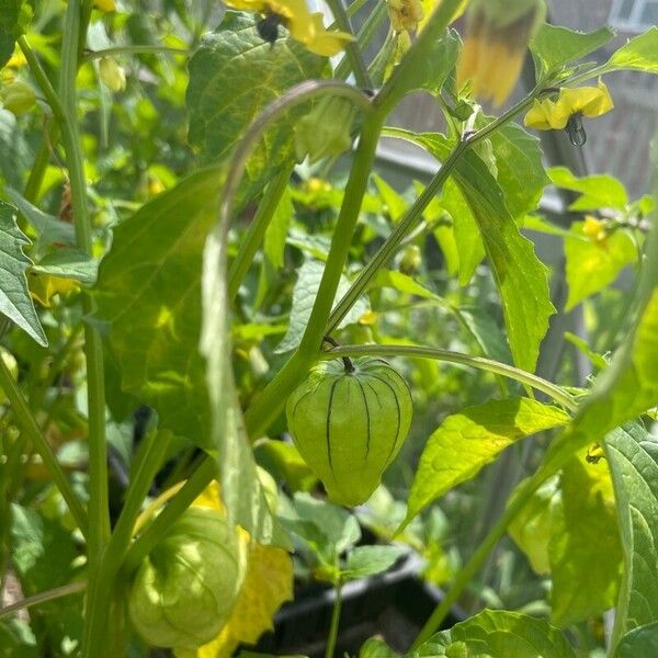 Physalis philadelphica Froito