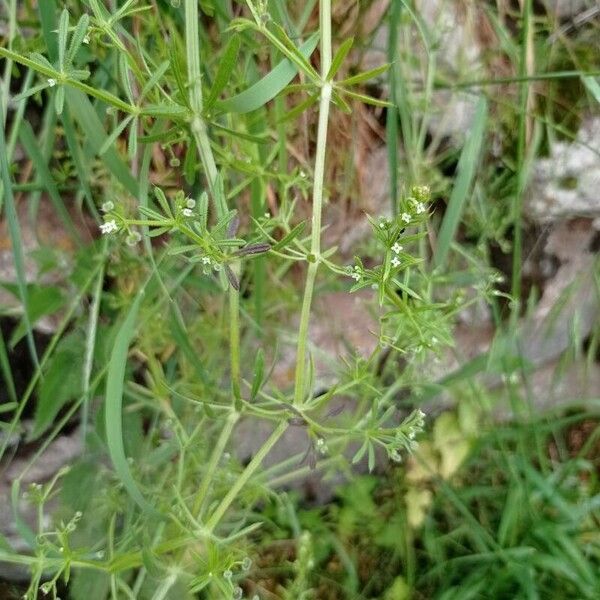 Galium tricornutum Flower