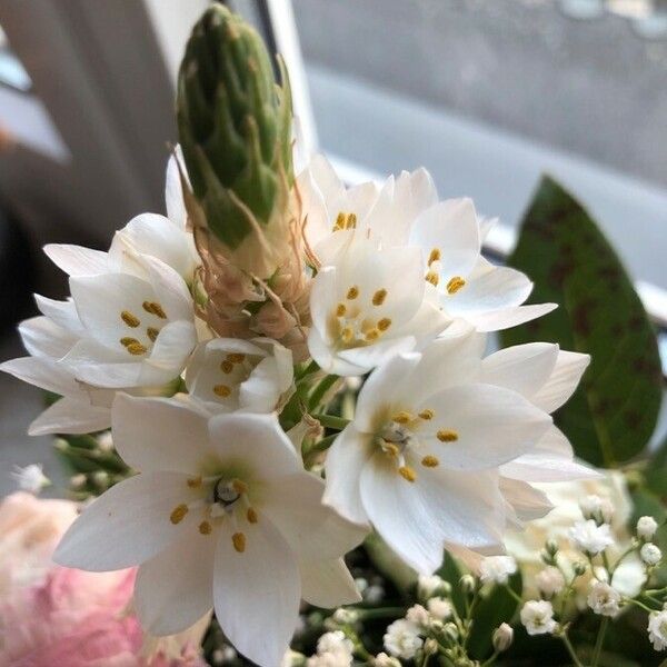 Ornithogalum thyrsoides Žiedas