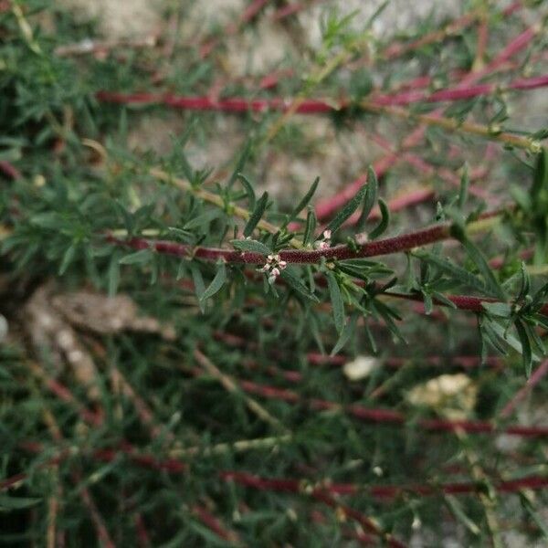 Bassia prostrata Flower