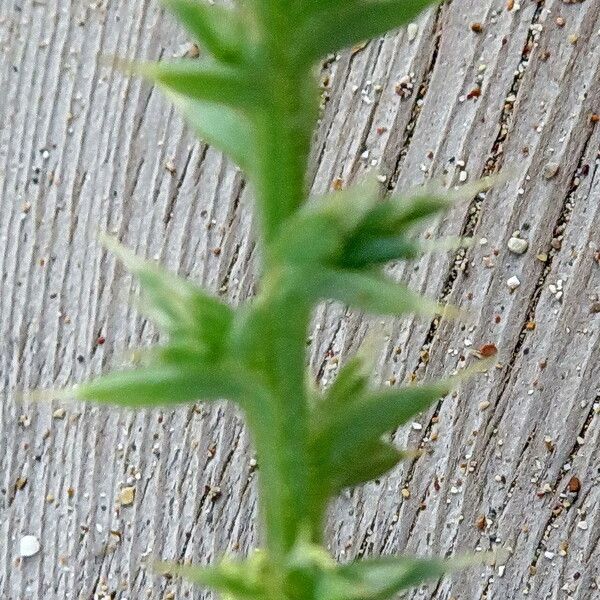 Salsola tragus Лист