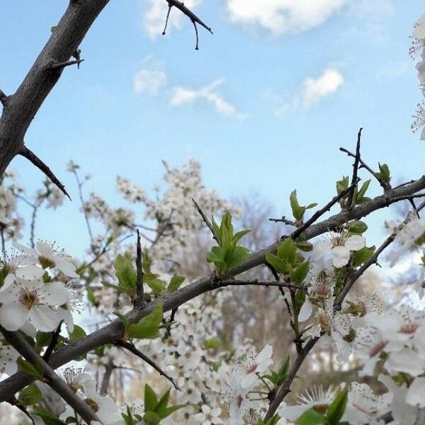 Prunus spinosa फूल