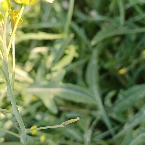 Diplotaxis tenuifolia 葉