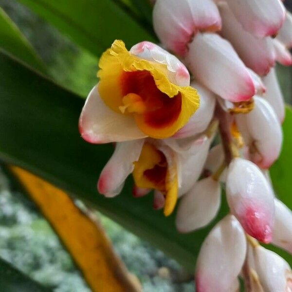 Alpinia zerumbet Flower