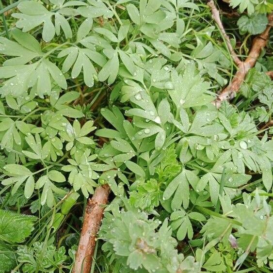 Corydalis solida Folla