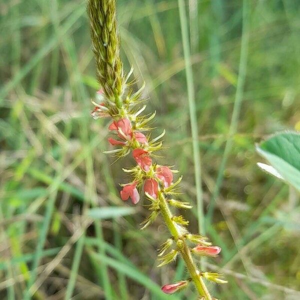 Indigofera hirsuta Flower