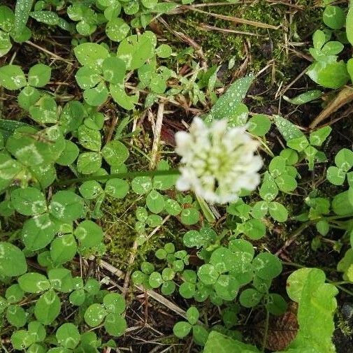 Trifolium repens Цвят