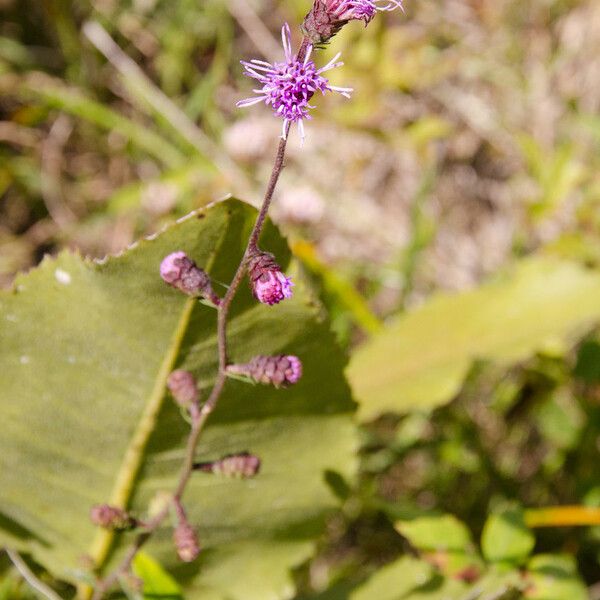 Liatris squarrulosa Habitus