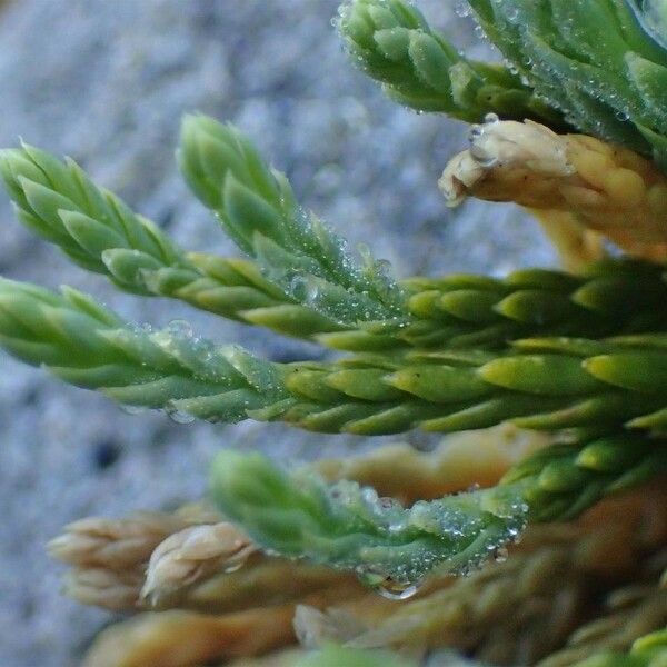 Lycopodium alpinum Ffrwyth