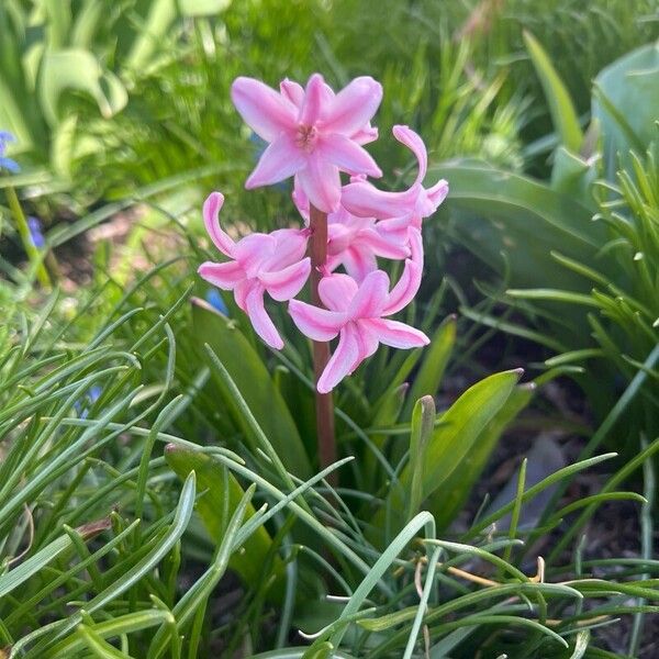 Hyacinthus orientalis Blüte