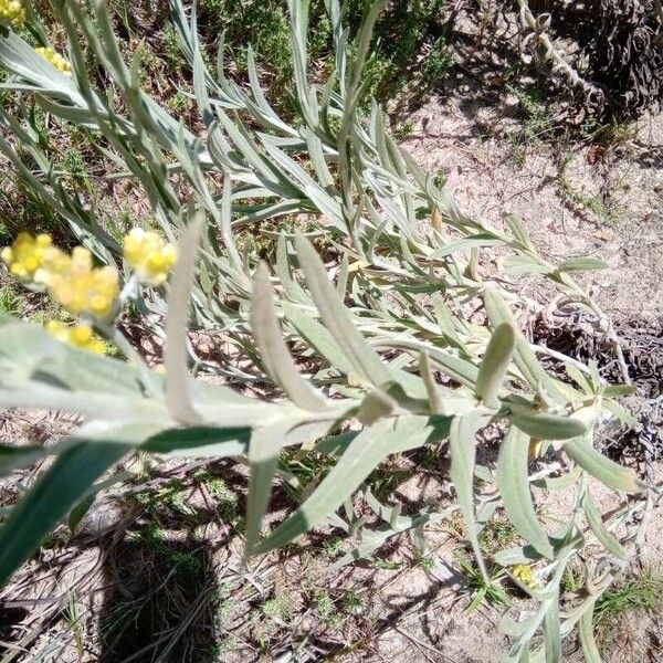 Helichrysum arenarium Leaf