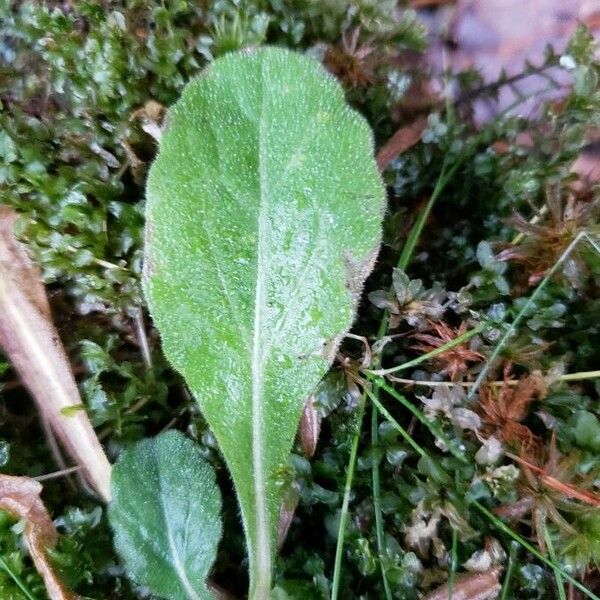 Erigeron pulchellus Leaf