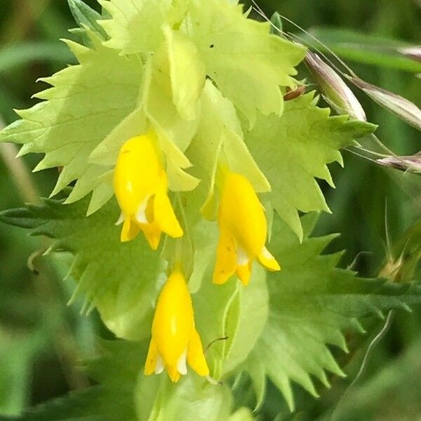 Rhinanthus major Deilen