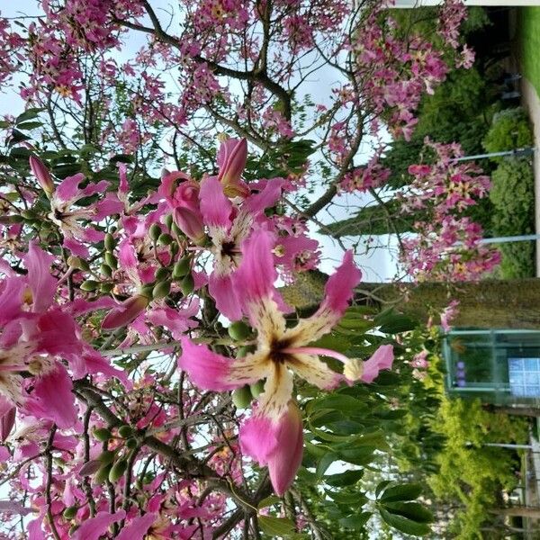 Ceiba speciosa Fleur