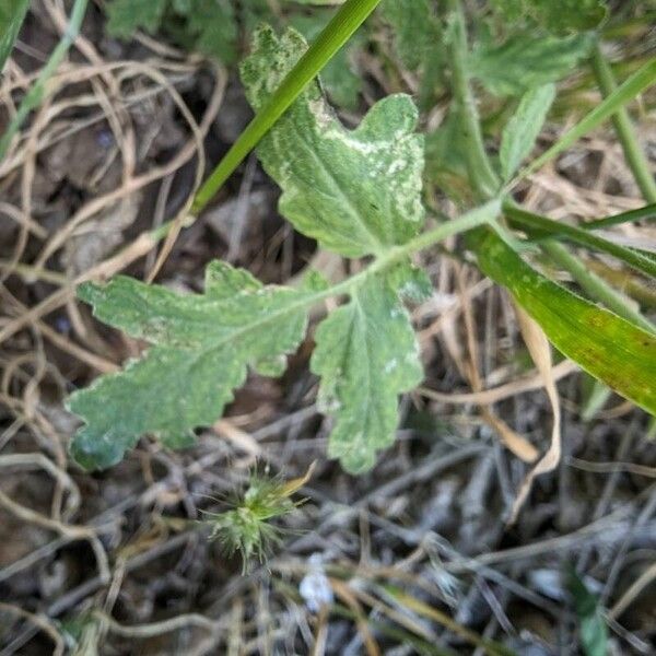 Phacelia ramosissima Leaf