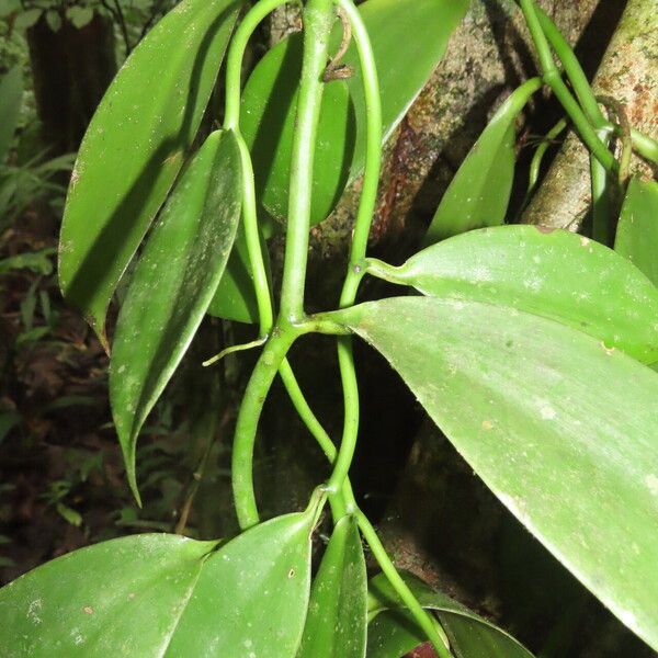 Vanilla pompona Leaf