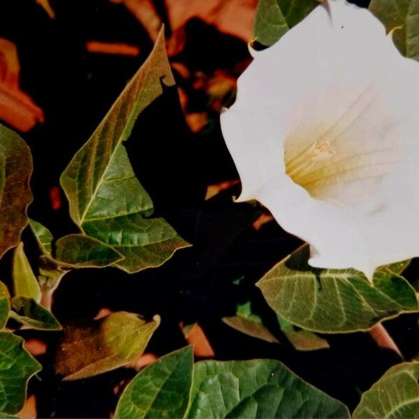 Datura inoxia ᱵᱟᱦᱟ