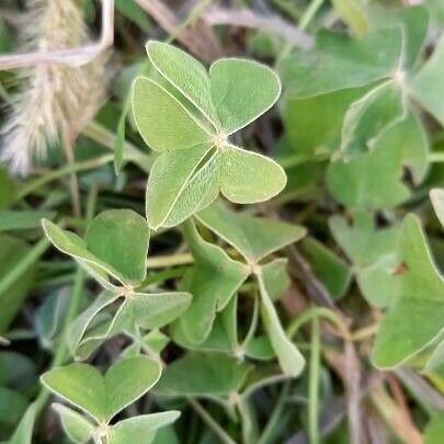 Oxalis articulata 葉