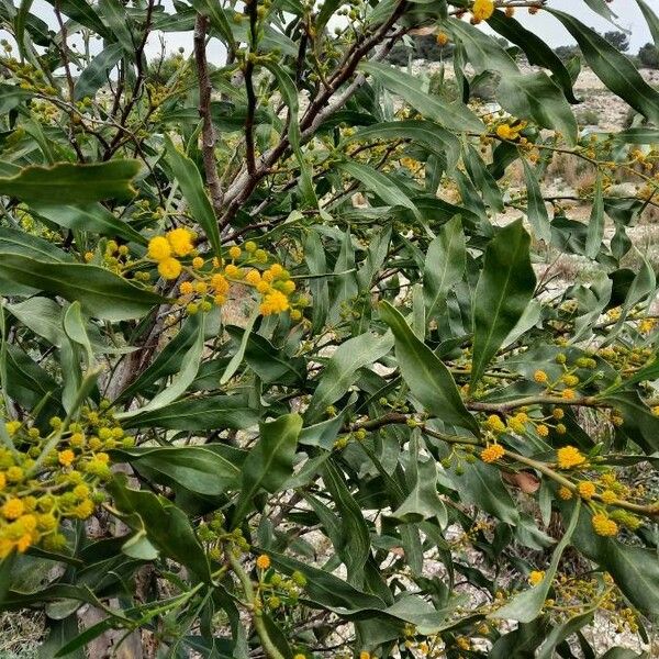 Acacia saligna 葉