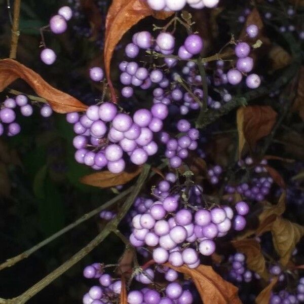 Callicarpa americana ഫലം