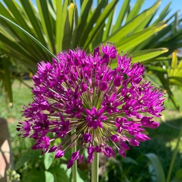 Allium ampeloprasum Blüte