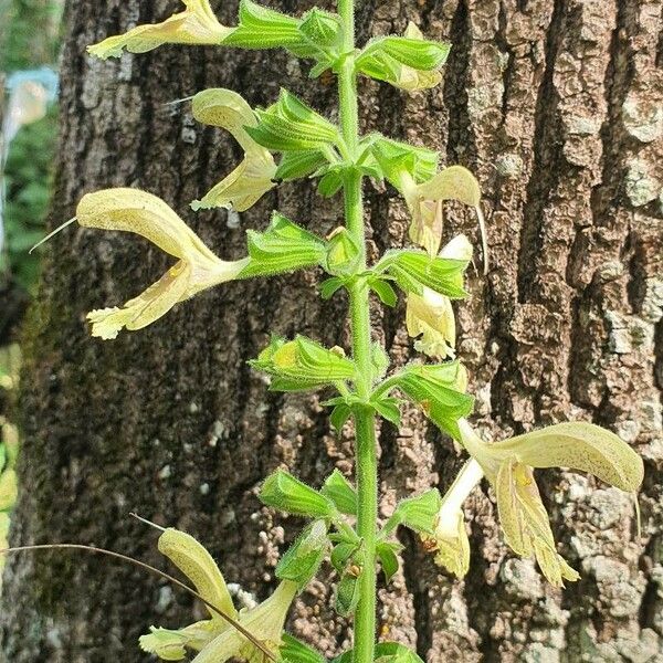 Salvia glutinosa Blomma