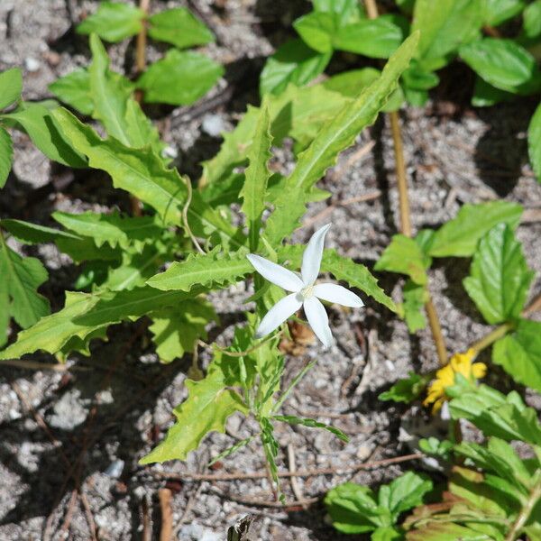 Hippobroma longiflora অভ্যাস