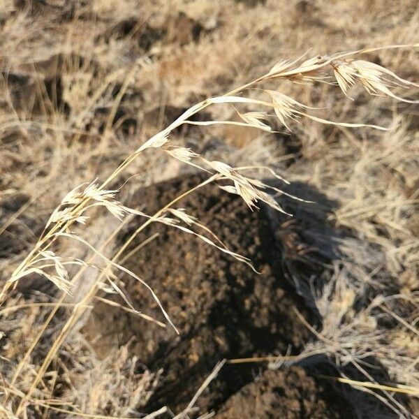 Themeda triandra Ovoce