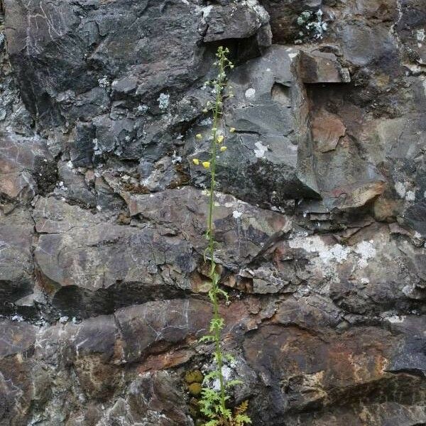 Verbascum roripifolium Habitat