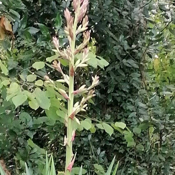 Yucca gloriosa Virág