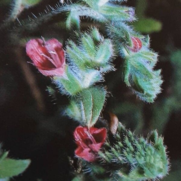 Echium angustifolium Flower