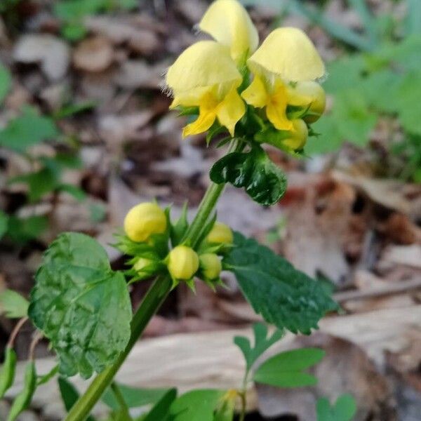 Lamium galeobdolon ᱛᱟᱦᱮᱸ