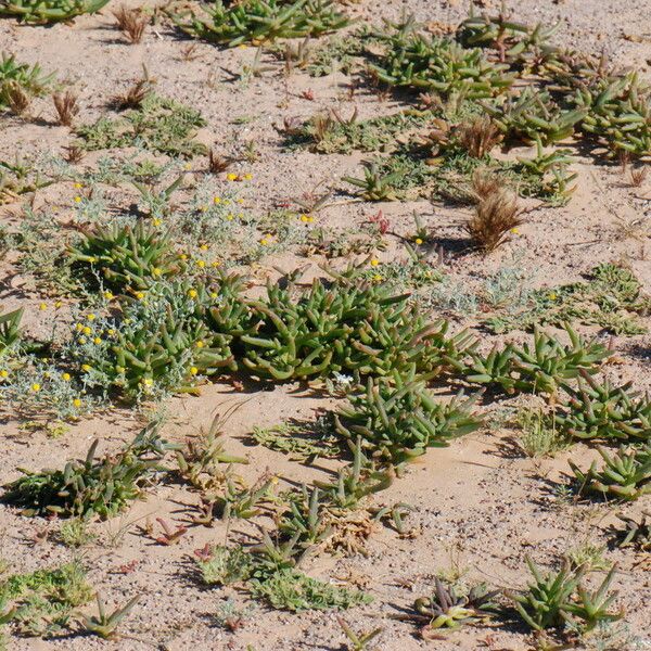 Mesembryanthemum cryptanthum Hábitos