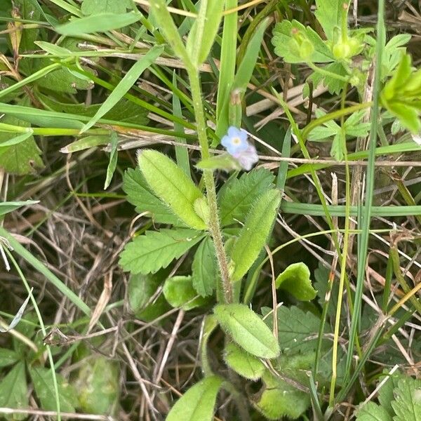 Myosotis arvensis Deilen